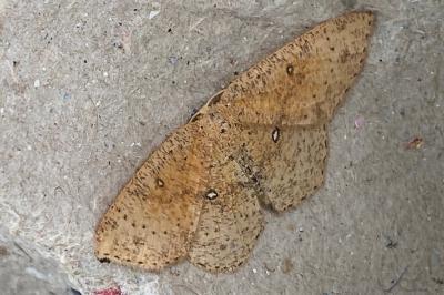 <i>Cyclophora porata</i>