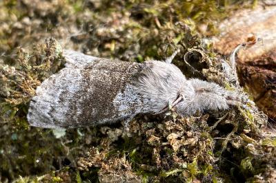 <i>Calliteara pudibunda</i>