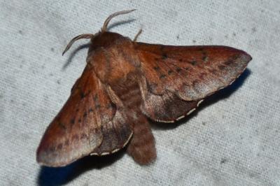 <i>Phyllodesma tremulifolia</i>