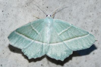<i>Campaea margaritaria</i>