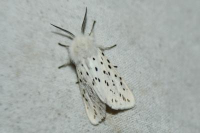 <i>Spilosoma lubricipeda</i>