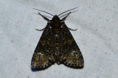 <i>Craniophora ligustri</i>