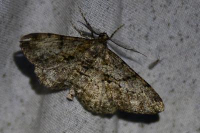 <i>Peribatodes rhomboidaria</i>
