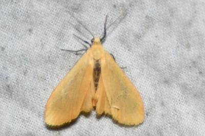 <i>Wittia sororcula</i>