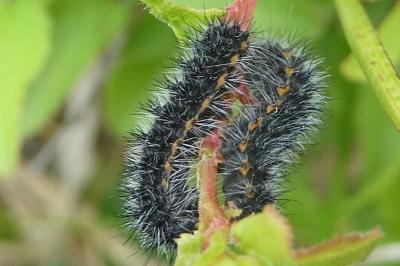 <i>Saturnia pavonia</i>