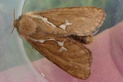 <i>Korscheltellus lupulinus</i>