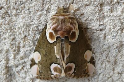 <i>Thyatira batis</i>