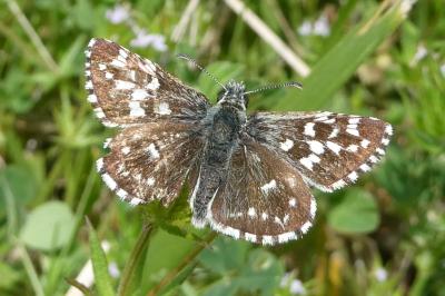 <i>Pyrgus malvae</i>