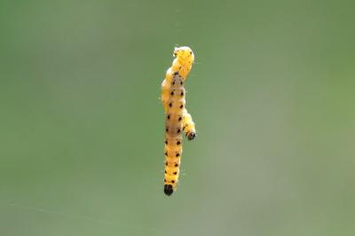 <i>Yponomeuta</i>