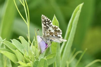 <i>Pyrgus malvae</i>