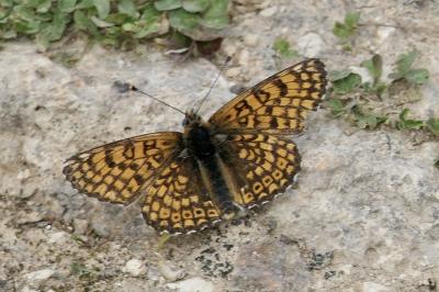 <i>Melitaea cinxia</i>