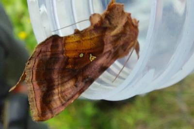 <i>Autographa jota</i>
