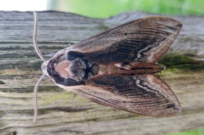 <i>Sphinx ligustri</i>
