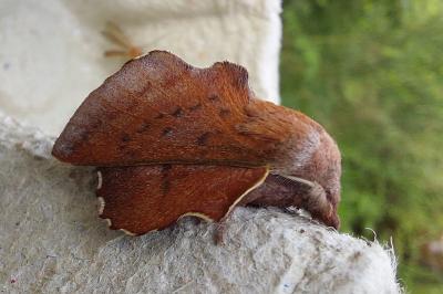 <i>Phyllodesma tremulifolia</i>