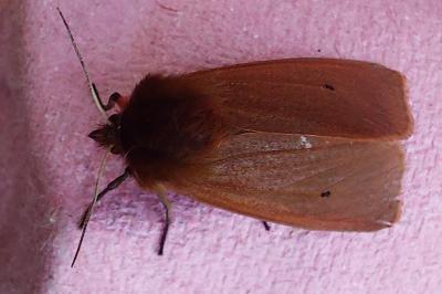 <i>Phragmatobia fuliginosa</i>
