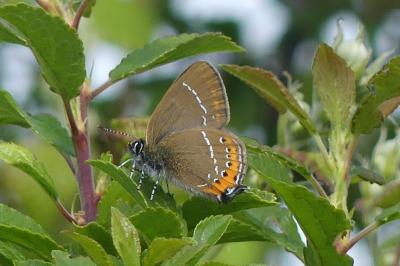 <i>Satyrium pruni</i>