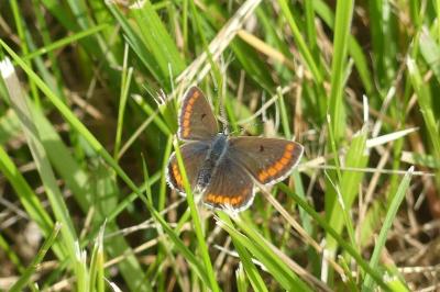 <i>Aricia agestis</i>