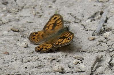 <i>Lasiommata megera</i>
