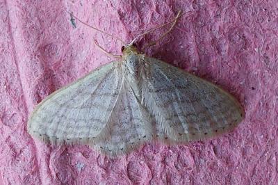 <i>Idaea subsericeata</i>