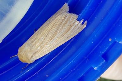 <i>Mythimna pallens</i>