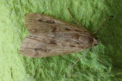 <i>Parapoynx stratiotata</i>