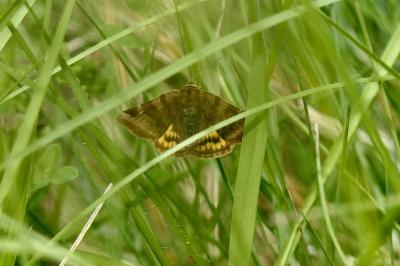 <i>Euclidia glyphica</i>