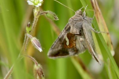 <i>Macdunnoughia confusa</i>
