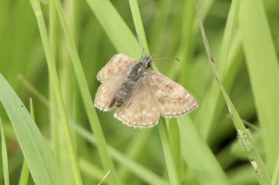 <i>Erynnis tages</i>