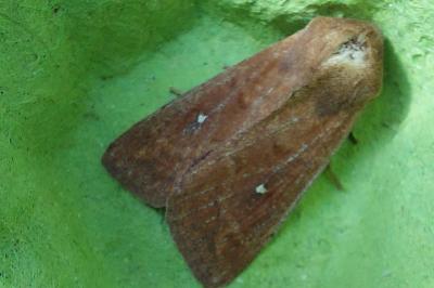 <i>Mythimna albipuncta</i>