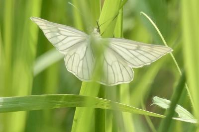<i>Siona lineata</i>