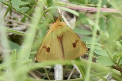 <i>Diacrisia sannio</i>