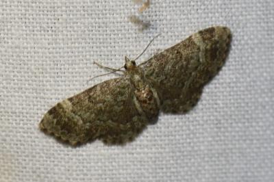 <i>Pasiphila chloerata</i>