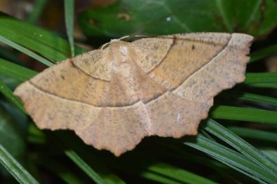 <i>Gerinia honoraria</i>