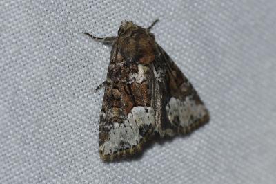 <i>Oligia</i>