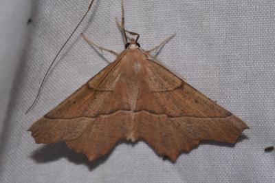 <i>Gerinia honoraria</i>