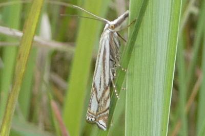 <i>Crambus lathoniellus</i>