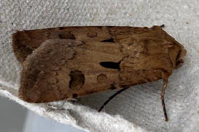 <i>Agrotis exclamationis</i>