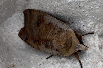 <i>Noctua pronuba</i>