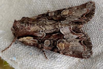 <i>Lacanobia w-latinum</i>