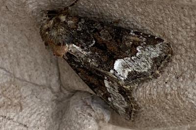 <i>Oligia</i>