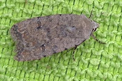 <i>Caradrina clavipalpis</i>