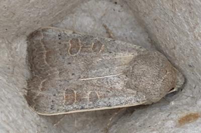 <i>Hoplodrina ambigua</i>