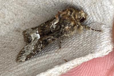 <i>Oligia</i>