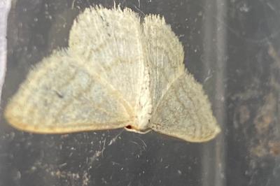 <i>Idaea subsericeata</i>