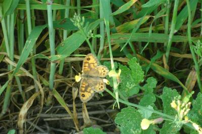<i>Lasiommata megera</i>