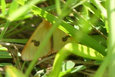 <i>Diacrisia sannio</i>