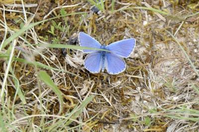 <i>Lysandra bellargus</i>