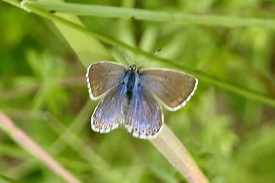 <i>Lysandra bellargus</i>