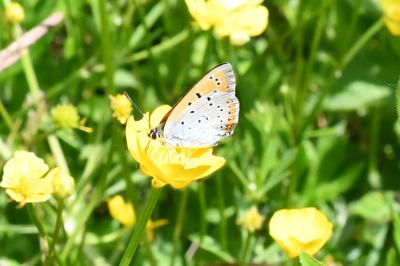 <i>Lycaena dispar</i>