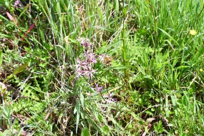 <i>Hemaris tityus</i>